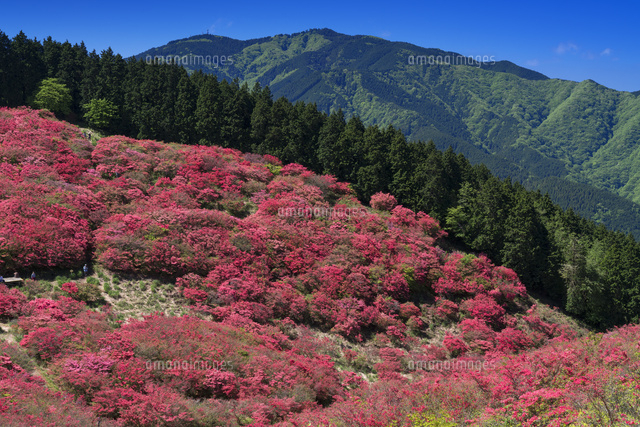 ツツジ咲く葛城山より金剛山
(c)YOSHITSUGU NISHIGAKI/SEBUN PHOTO