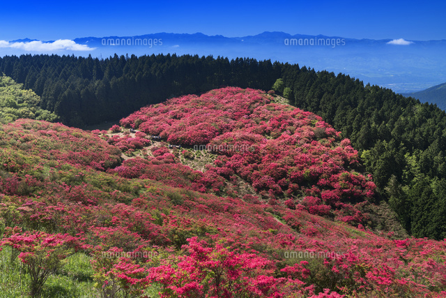 ツツジ咲く葛城山より金剛山
(c)YOSHITSUGU NISHIGAKI/SEBUN PHOTO