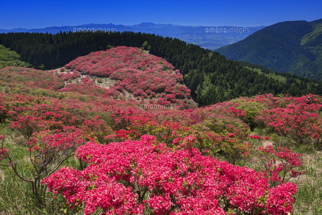 ツツジ咲く葛城山より金剛山
(c)YOSHITSUGU NISHIGAKI/SEBUN PHOTO