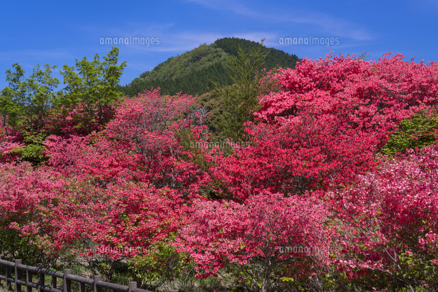 オンツツジ咲く船窪ツツジ公園
(c)YOSHITSUGU NISHIGAKI/SEBUN PHOTO