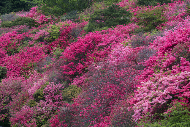 オンツツジ咲く船窪ツツジ公園
(c)YOSHITSUGU NISHIGAKI/SEBUN PHOTO