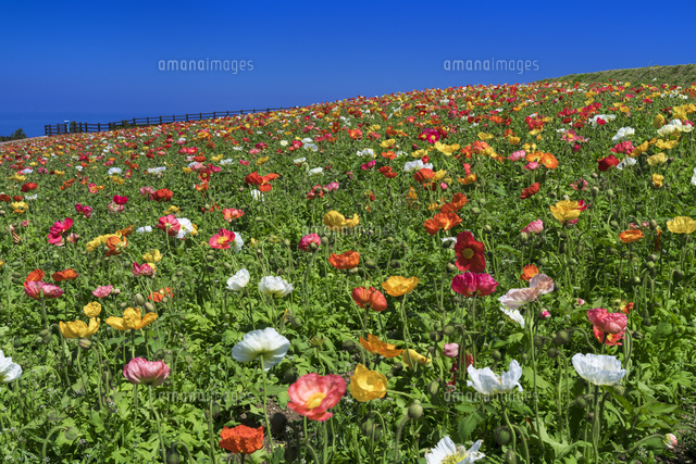 ポピー咲くあわじ花さじき
(c)YOSHITSUGU NISHIGAKI/SEBUN PHOTO