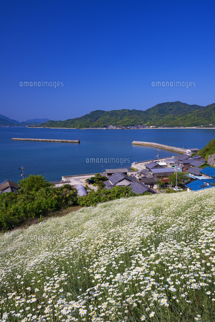 除虫菊咲く因島
(c)YOSHITSUGU NISHIGAKI/SEBUN PHOTO