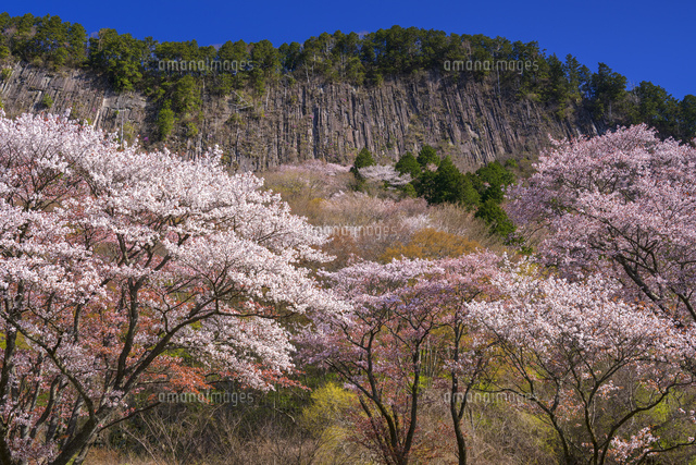 桜咲く屏風岩
(c)YOSHITSUGU NISHIGAKI/SEBUN PHOTO