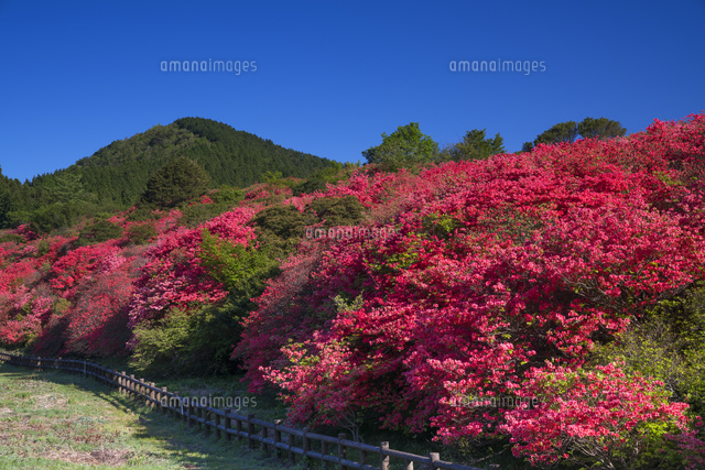 オンツツジ咲く船窪ツツジ公園
(c)YOSHITSUGU NISHIGAKI/SEBUN PHOTO