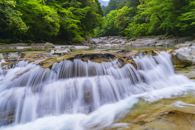 新緑の面河渓
(c)YOSHITSUGU NISHIGAKI/SEBUN PHOTO