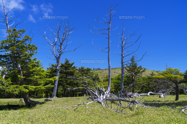 大台ヶ原
(c)YOSHITSUGU NISHIGAKI/SEBUN PHOTO