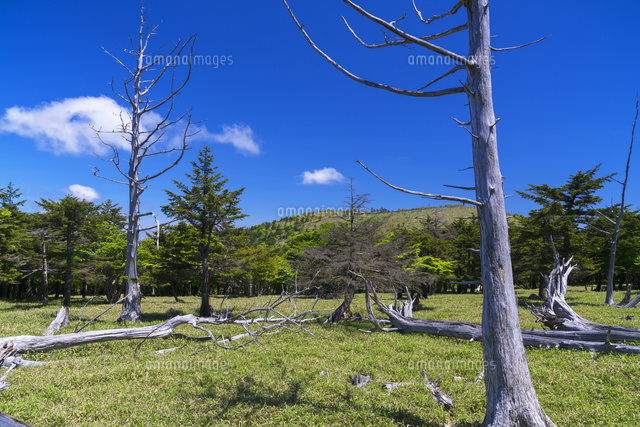 大台ヶ原
(c)YOSHITSUGU NISHIGAKI/SEBUN PHOTO