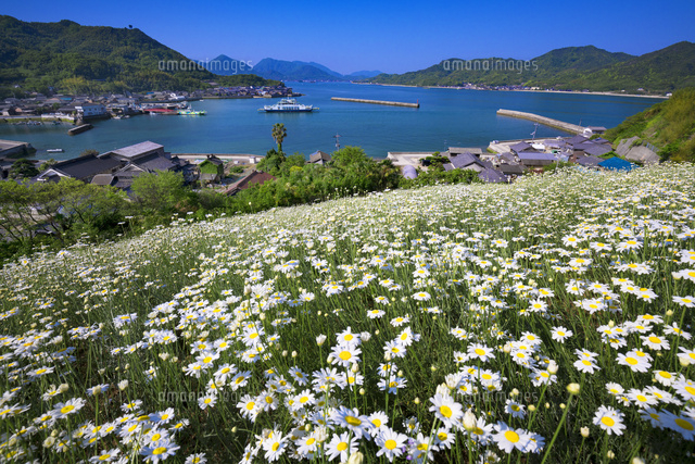 除虫菊咲く因島
(c)YOSHITSUGU NISHIGAKI/SEBUN PHOTO