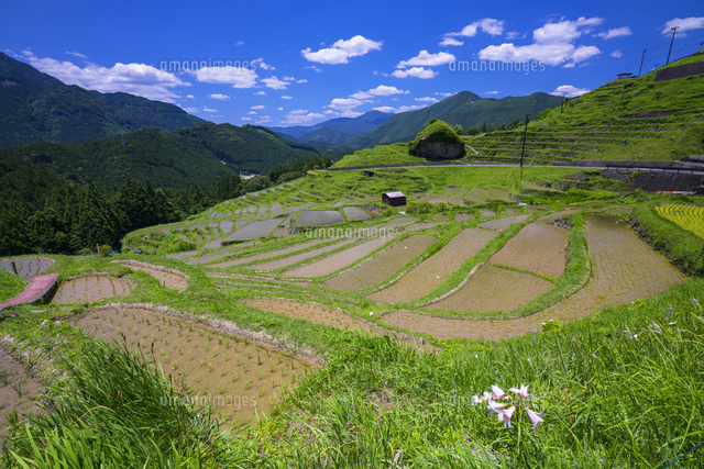 丸山千枚田
(c)YOSHITSUGU NISHIGAKI/SEBUN PHOTO