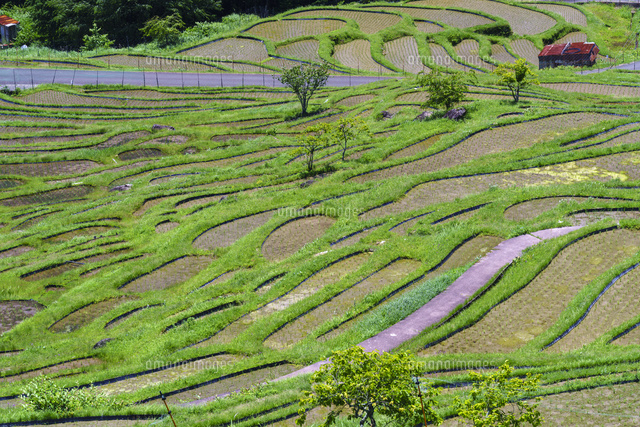 丸山千枚田
(c)YOSHITSUGU NISHIGAKI/SEBUN PHOTO