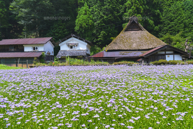 北山友禅菊
(c)YOSHITSUGU NISHIGAKI/SEBUN PHOTO