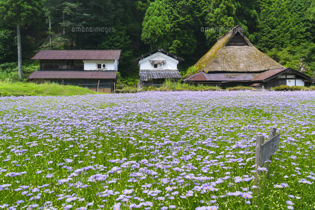 北山友禅菊
(c)YOSHITSUGU NISHIGAKI/SEBUN PHOTO