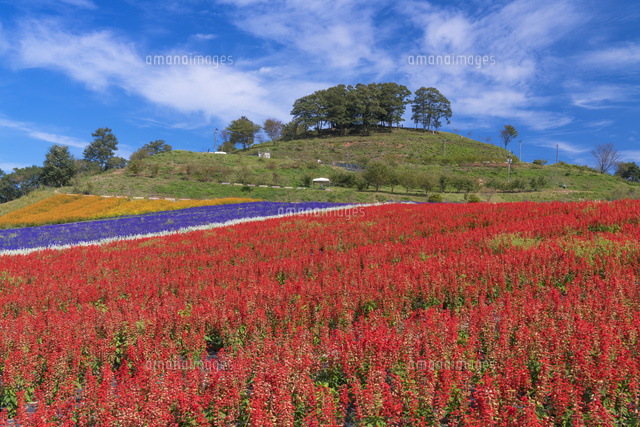 サルビア咲く世羅ユリ園
(c)YOSHITSUGU NISHIGAKI/SEBUN PHOTO