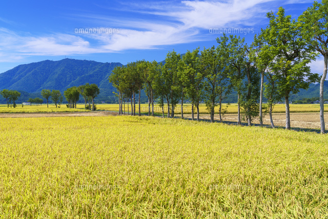 夏井のはざ木
(c)YOSHITSUGU NISHIGAKI/SEBUN PHOTO