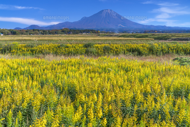 セイタカアワダチソウと大山
(c)YOSHITSUGU NISHIGAKI/SEBUN PHOTO