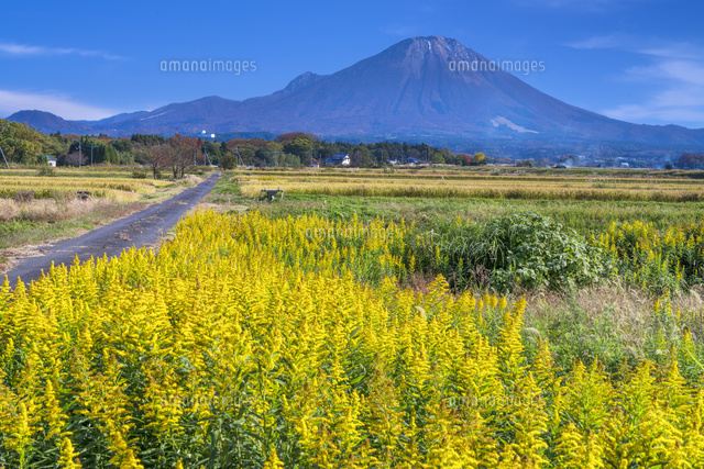 セイタカアワダチソウと大山
(c)YOSHITSUGU NISHIGAKI/SEBUN PHOTO