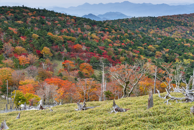 秋の大台ヶ原
(c)YOSHITSUGU NISHIGAKI/SEBUN PHOTO