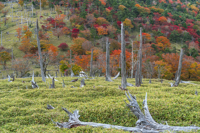 秋の大台ヶ原
(c)YOSHITSUGU NISHIGAKI/SEBUN PHOTO