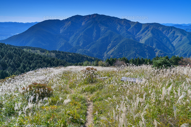 ススキの葛城高原と金剛山
(c)YOSHITSUGU NISHIGAKI/SEBUN PHOTO