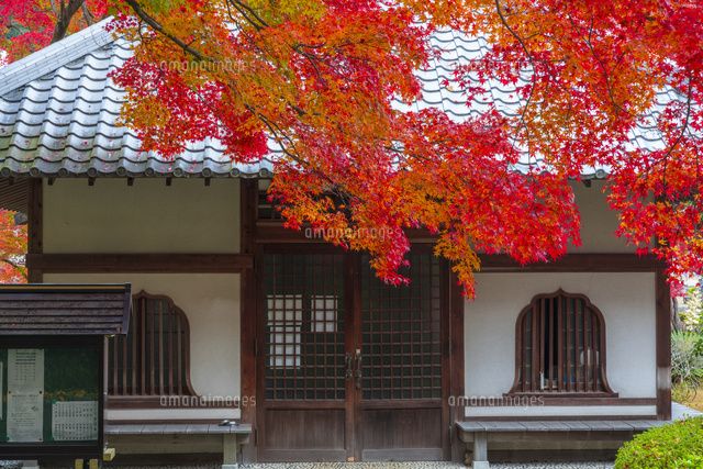秋の久安寺
(c)YOSHITSUGU NISHIGAKI/SEBUN PHOTO