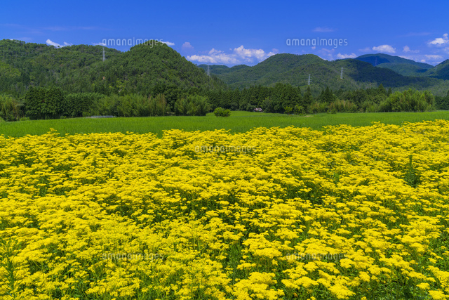 オミナエシ咲く嵯峨越畑
(c)YOSHITSUGU NISHIGAKI/SEBUN PHOTO