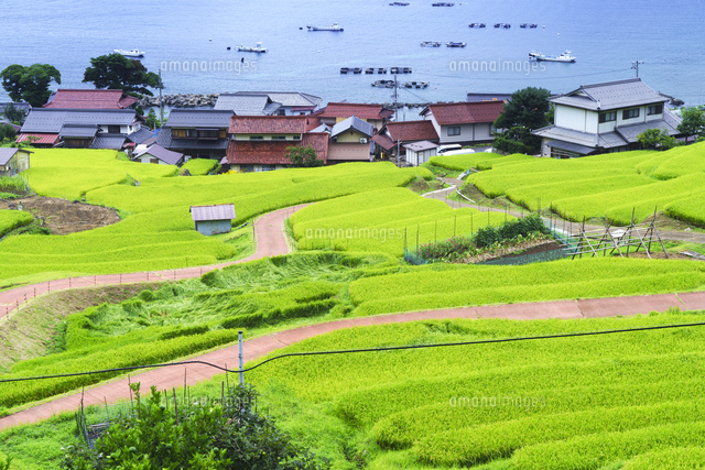 日引の棚田と若狭湾
(c)YOSHITSUGU NISHIGAKI/SEBUN PHOTO