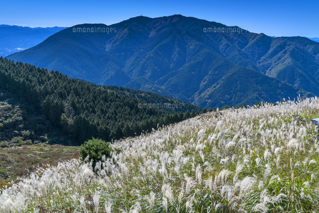 ススキの葛城高原と金剛山
(c)YOSHITSUGU NISHIGAKI/SEBUN PHOTO