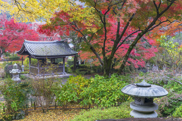 秋の久安寺
(c)YOSHITSUGU NISHIGAKI/SEBUN PHOTO