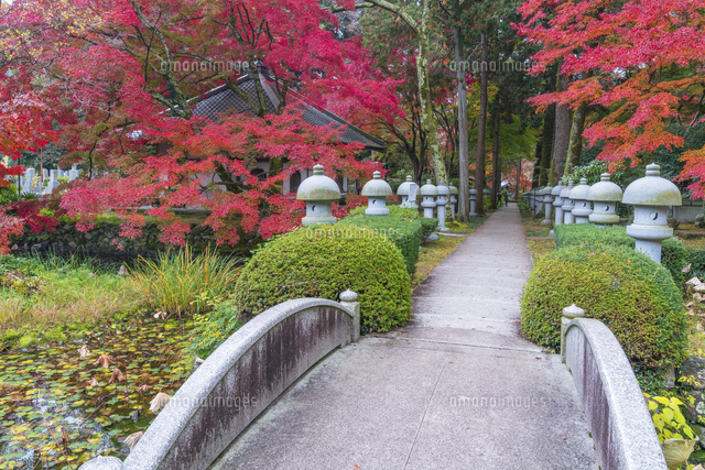 秋の久安寺
(c)YOSHITSUGU NISHIGAKI/SEBUN PHOTO