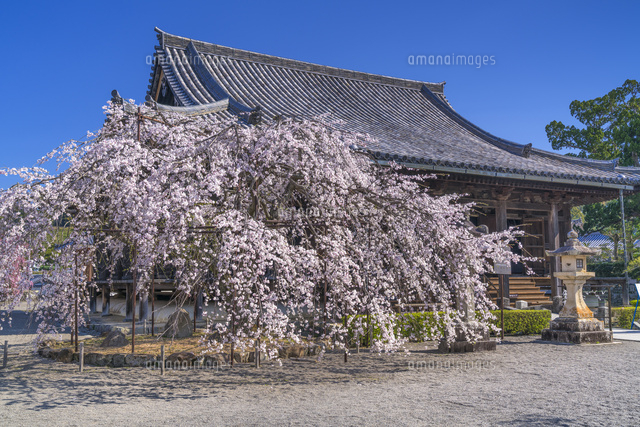 桜咲く道明寺
(c)YOSHITSUGU NISHIGAKI/SEBUN PHOTO