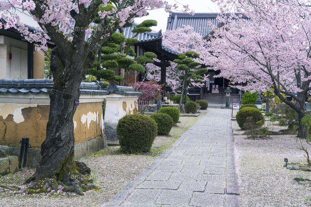 桜咲く橘寺
(c)YOSHITSUGU NISHIGAKI/SEBUN PHOTO