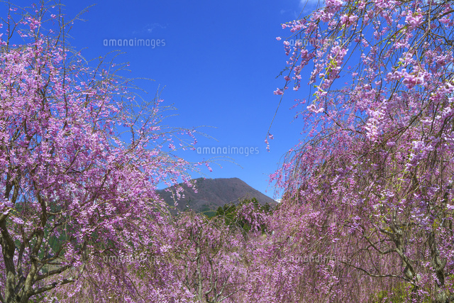 しだれ桜と高見山
(c)YOSHITSUGU NISHIGAKI/SEBUN PHOTO