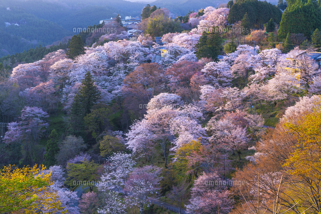 桜咲くの吉野山
(c)YOSHITSUGU NISHIGAKI/SEBUN PHOTO