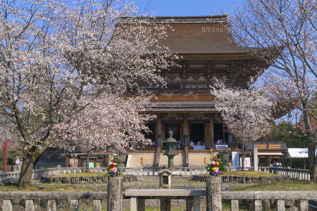 桜と金峯山寺蔵王堂,吉野山
(c)YOSHITSUGU NISHIGAKI/SEBUN PHOTO