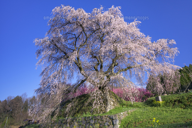又兵衛桜
(c)YOSHITSUGU NISHIGAKI/SEBUN PHOTO
