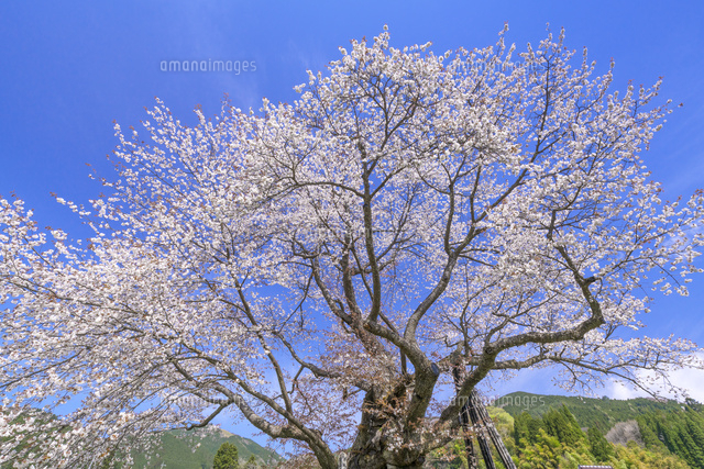 尾所の桜
(c)YOSHITSUGU NISHIGAKI/SEBUN PHOTO