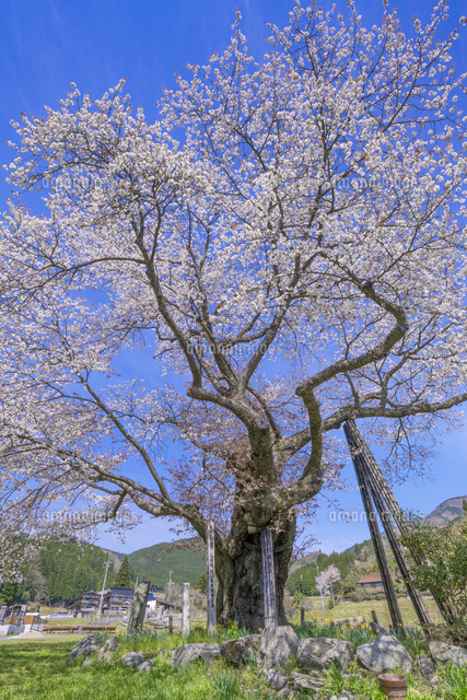 尾所の桜
(c)YOSHITSUGU NISHIGAKI/SEBUN PHOTO