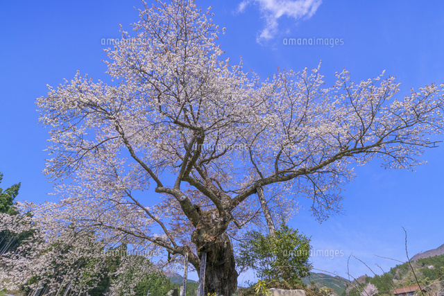 尾所の桜
(c)YOSHITSUGU NISHIGAKI/SEBUN PHOTO