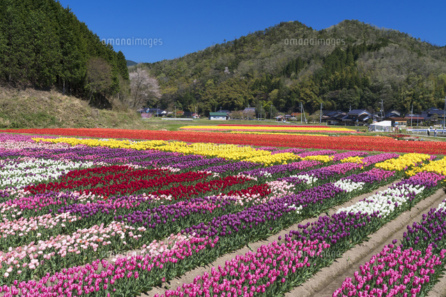 但東チューリップ畑
(c)YOSHITSUGU NISHIGAKI/SEBUN PHOTO