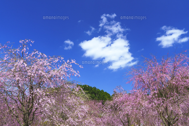 しだれ桜咲く高見の里
(c)YOSHITSUGU NISHIGAKI/SEBUN PHOTO