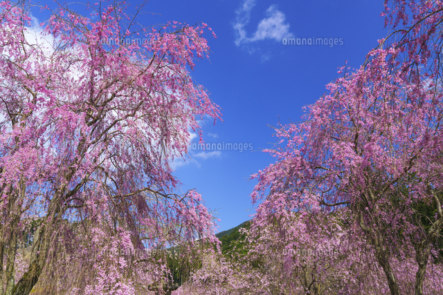 しだれ桜咲く高見の里
(c)YOSHITSUGU NISHIGAKI/SEBUN PHOTO