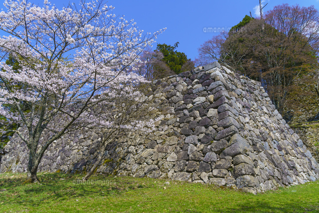 桜咲く高取城跡
(c)YOSHITSUGU NISHIGAKI/SEBUN PHOTO