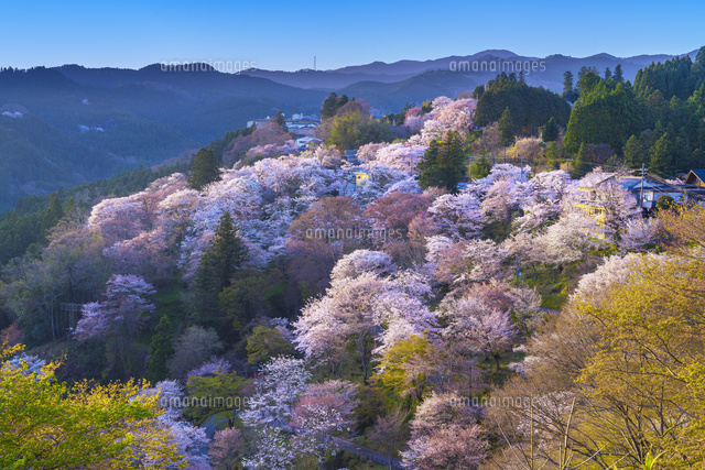 桜咲くの吉野山
(c)YOSHITSUGU NISHIGAKI/SEBUN PHOTO