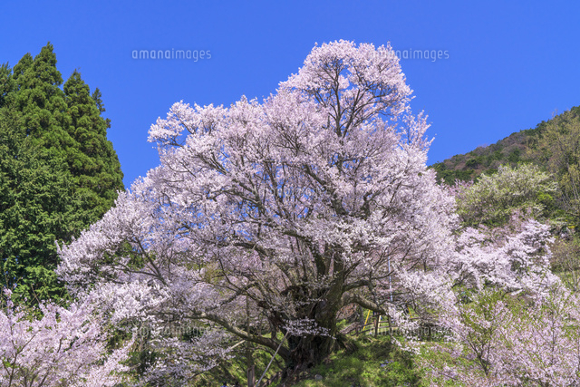 佛隆寺千年桜
(c)YOSHITSUGU NISHIGAKI/SEBUN PHOTO