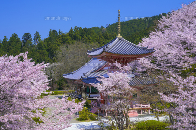 桜咲く壺坂寺
(c)YOSHITSUGU NISHIGAKI/SEBUN PHOTO
