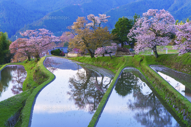 朝の三多気の桜
(c)YOSHITSUGU NISHIGAKI/SEBUN PHOTO
