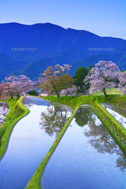 朝の三多気の桜
(c)YOSHITSUGU NISHIGAKI/SEBUN PHOTO