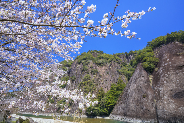 桜と古座川の一枚岩
(c)YOSHITSUGU NISHIGAKI/SEBUN PHOTO