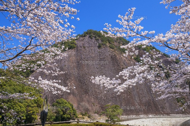 桜と古座川の一枚岩
(c)YOSHITSUGU NISHIGAKI/SEBUN PHOTO